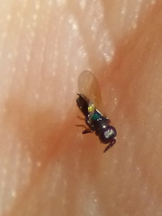 Parectromoides varipes