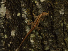 Anolis carlliebi