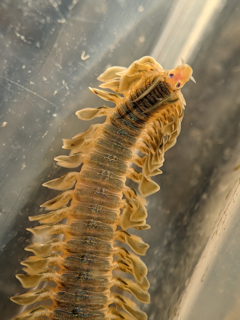 Phyllodoce medipapillata