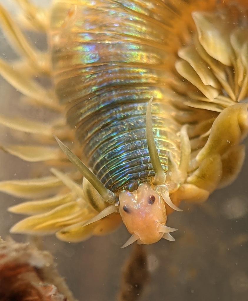 Polychaete Worms