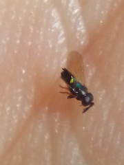 Parectromoides varipes