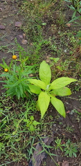 Calomeria amaranthoides
