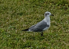 Leucophaeus atricilla