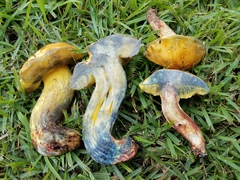Boletus luridellus