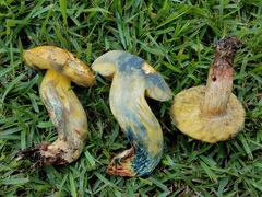 Boletus luridellus
