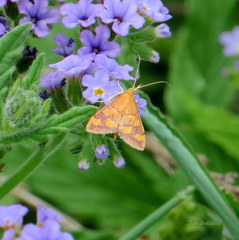 Pyrausta phoenicealis