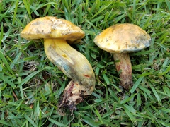 Boletus luridellus