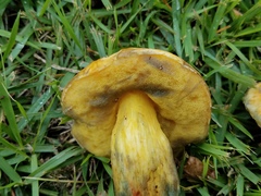 Boletus luridellus