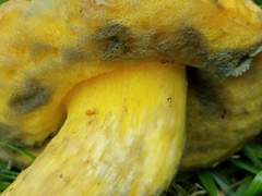 Boletus luridellus