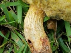 Boletus luridellus