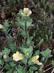 Euphrasia cockayneana