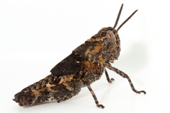 Cirphula pyrrhocnemis