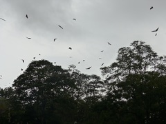 Pteropus giganteus