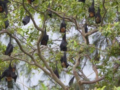Pteropus giganteus