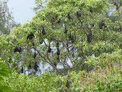 Pteropus giganteus
