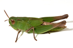 Caledia captiva