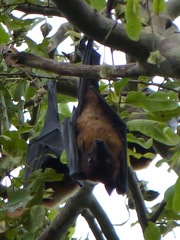 Pteropus giganteus