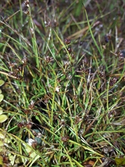 Juncus novae-zelandiae