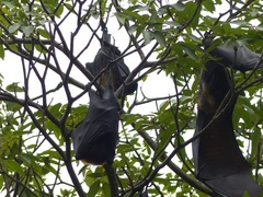 Pteropus giganteus