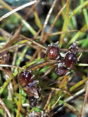 Juncus novae-zelandiae