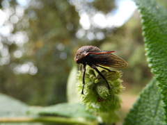 Metcalfiella erecta