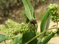 Metcalfiella erecta