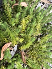 Melichrus procumbens