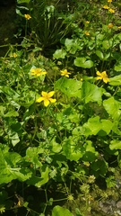 Caltha palustris membranacea
