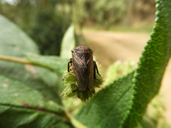 Metcalfiella erecta