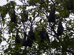 Pteropus giganteus