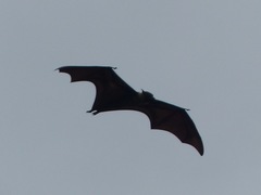 Pteropus giganteus