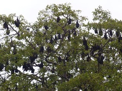 Pteropus giganteus