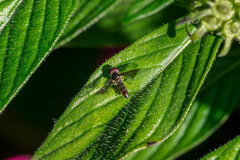 Ocyptamus antiphates