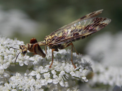 Paramantispa decorata