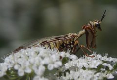 Paramantispa decorata