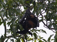 Pteropus giganteus
