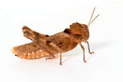 Ecphantus quadrilobus