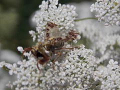 Paramantispa decorata