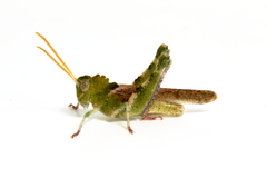 Ecphantus quadrilobus