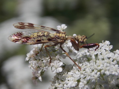 Paramantispa decorata