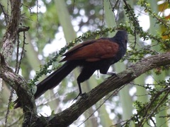 Centropus sinensis
