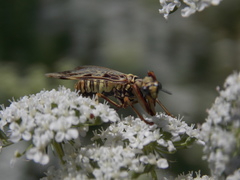 Paramantispa decorata