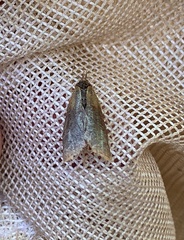 Sparganothis violaceana