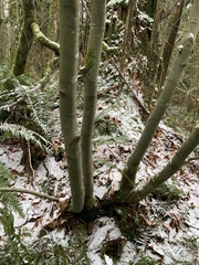 Acer circinatum
