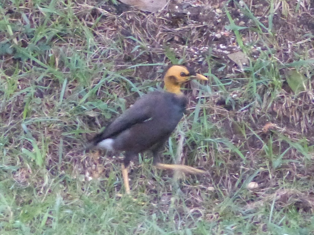 Common Myna from Kurunduwatta, Colombo, Sri Lanka on June 2, 2014 at 06 ...