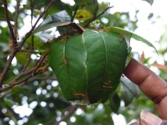Oecophylla smaragdina