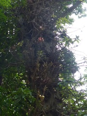 Couroupita guianensis