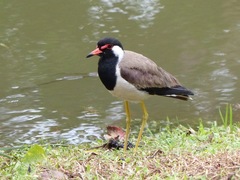 Vanellus indicus