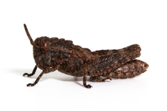 Cirphula pyrrhocnemis