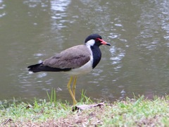 Vanellus indicus